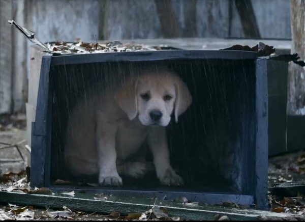 SuperbowlDog