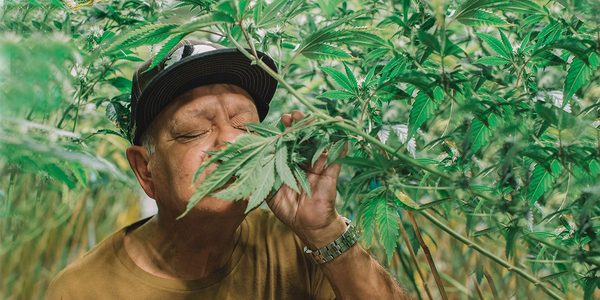 Cheech Reveals “Rigorous” Testing Methods For His New Pot Brand