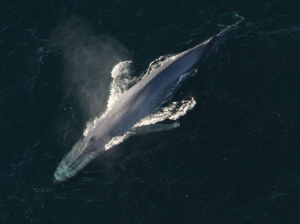 A whale swimming in the ocean