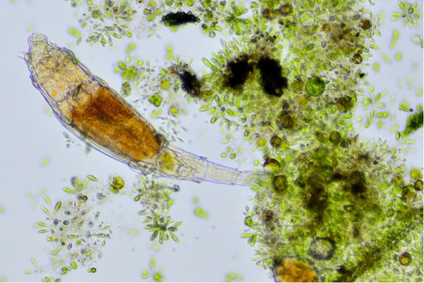 Microscopic image of the 24,000 year old bdelloid rotifer revived from Siberian permafrost