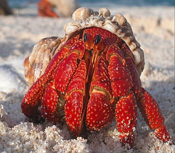 An octopus, one of the creatures now recognized as sentient
