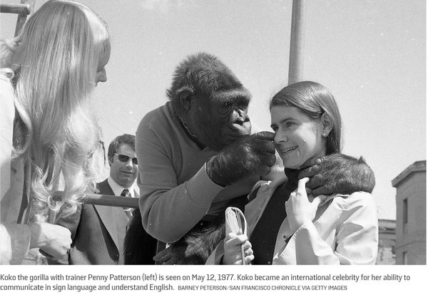 Should Nature and Animals Be Given “Personhood” and Treated Like People?