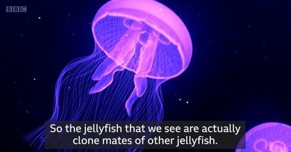 What We Can Learn From The Curious Case Of The Immortal Jellyfish