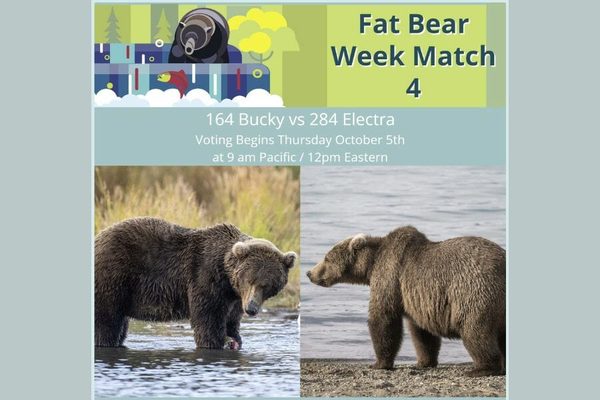 Welcome to Fat Bear Week, Which Is Exactly What It Sounds Like