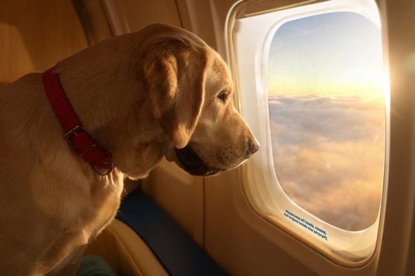 First Class Dog 900x600
