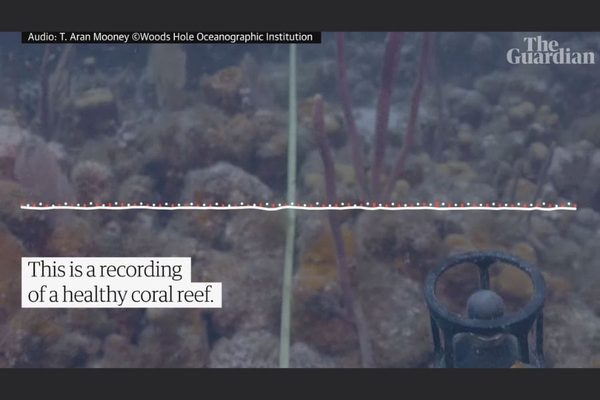 Playing Happy Reef Sounds Could Bring Coral Reefs Back to Life