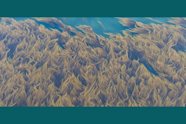 Can Seaweed Mining Become the Next Billion Dollar Industry?: Seaweed Mining