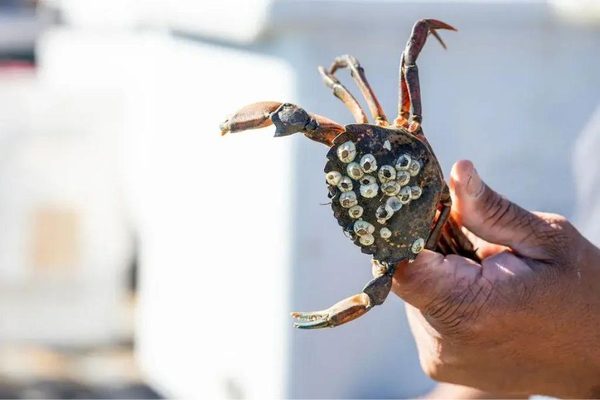 Save the World. Eat More Lionfish and Green Crabs.: Green crab
