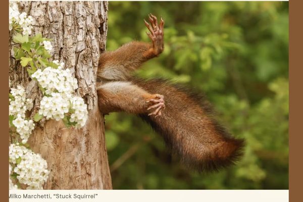 stuck squirrel 900x600
