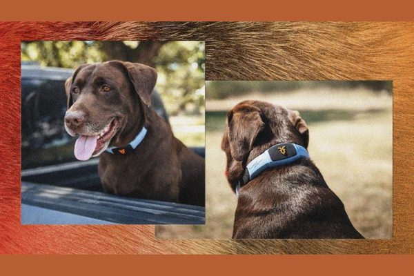The Talking Pet Collar That Aims to Give Your Pet a Voice