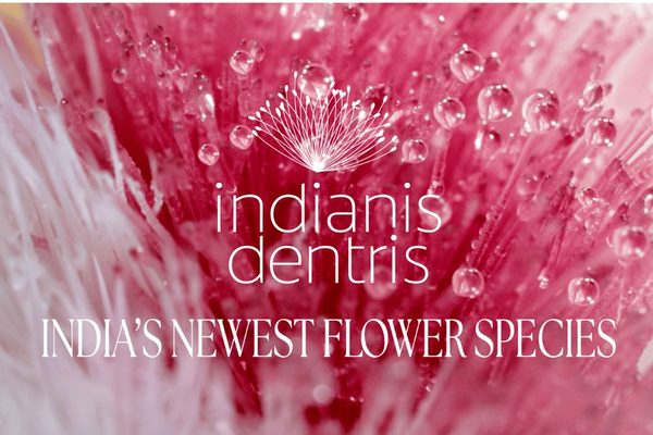 The Indianis Dentris and Other Big Winners from Cannes