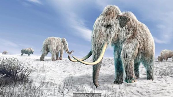 Extinct Animal Zoos, Ungendered Baby Names And How To Save Social Media: Bfb 4e 8fad