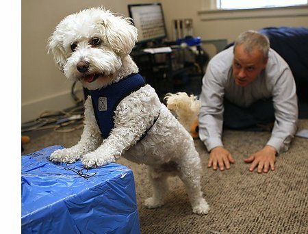 How To Save San Francisco With Puppies