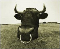 Rohitblog_bull_small