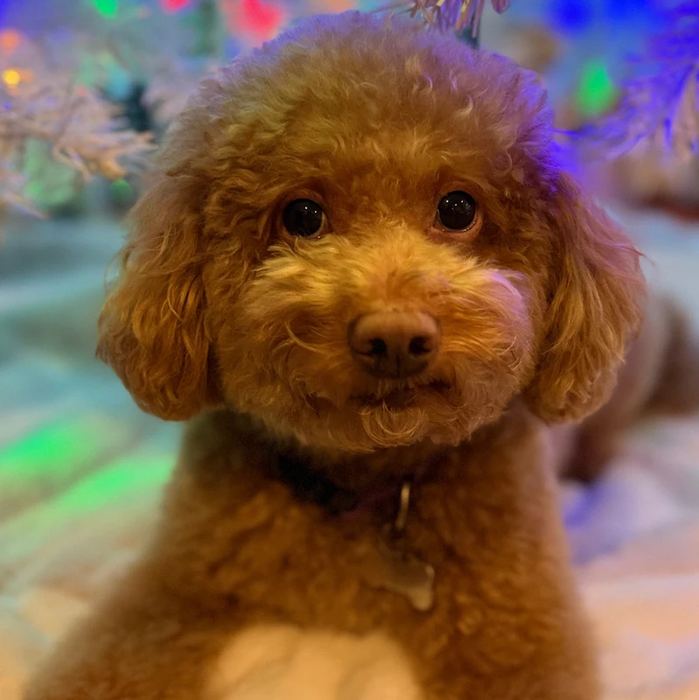 JJ, the family’s mini golden doodle